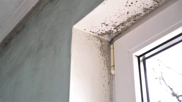 Best Biohazard Mold Removal  in Fortville, IN