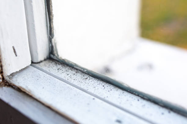Best Mold Odor Removal Services  in Fortville, IN