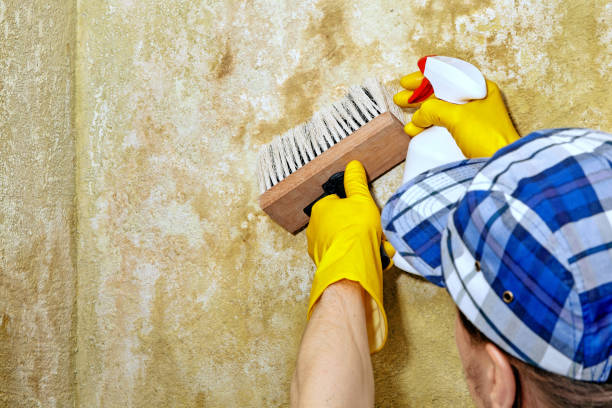 Best Black Mold Removal  in Fortville, IN