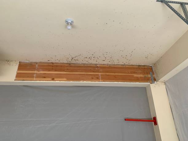 Best Water Damage & Mold Remediation  in Fortville, IN