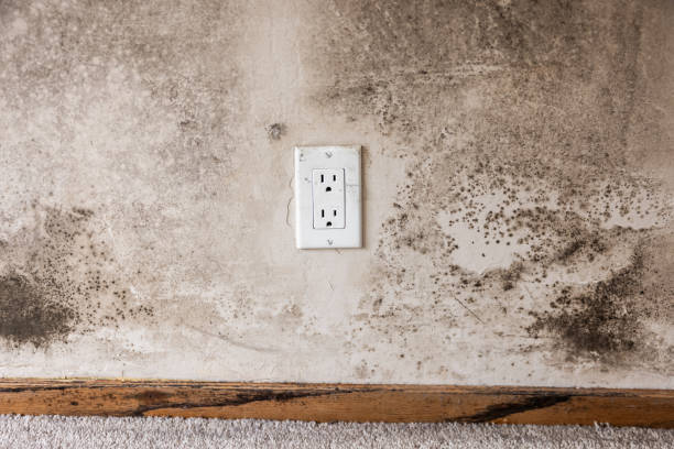 Best Mold Prevention Services  in Fortville, IN