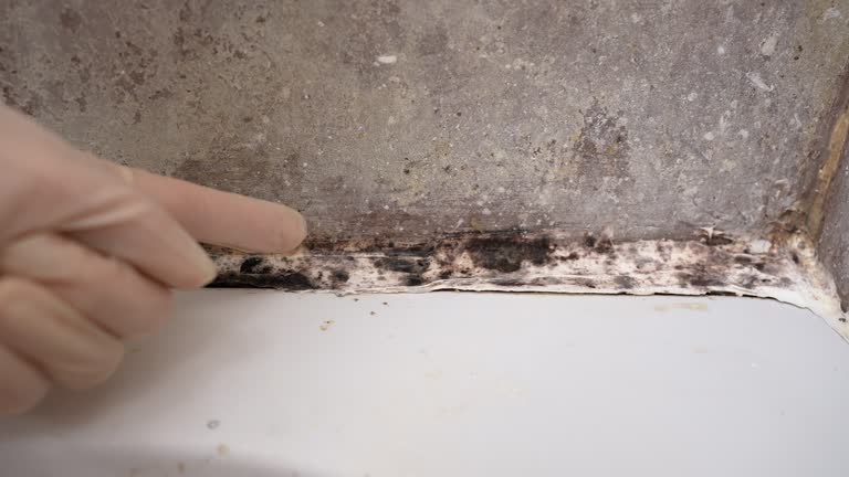Best Forensic Mold Investigation  in Fortville, IN
