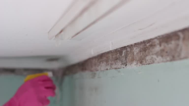Best Commercial Mold Inspection  in Fortville, IN